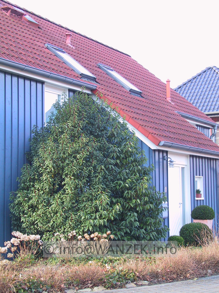 Prunus lusitanica Angustifolia - Solitaer 4m.JPG